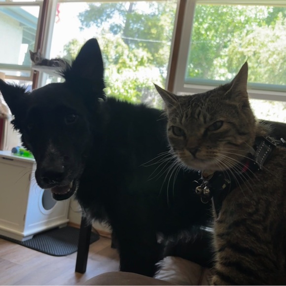 George & Luke 🖤💛 - Picture 4 of 8